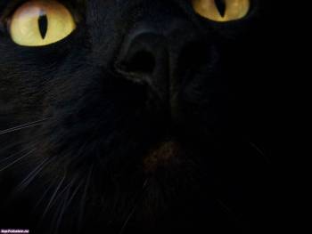 Два глаза черного кота в темноте - обои скачать, , глаза, кот, темнота