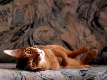 Рыжый котенок на диване - скачать обои, , котенок, диван, лапки