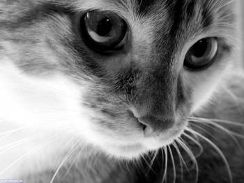 Любопытный котенок - скачать бесплатные обои, , котенок, любопытный, взгляд