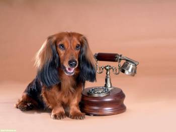 Собака у телефона - скачать обои бесплатно, , телефон, собака, ушастая