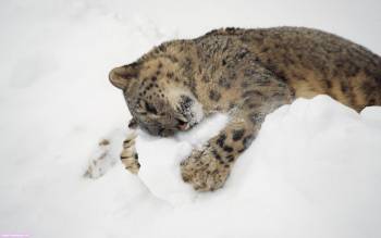 Один играет на снегу - обои бесплатно, , снег, зима, кошка, хищник