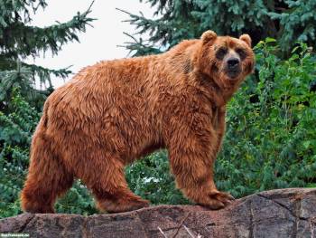 Медведь - это грозная мощь, скачать обои, , медведь, скалы, лес, тайга