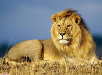 Лев - царь зверей, скачать бесплатно обои, , лев, царь, Африка, саванна