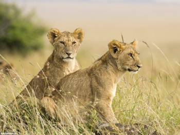Представители мира животных - скачать обои, , львы, саванна, Африка, хищники