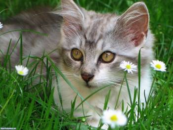 Пушистый котенок в траве, скачать обои с котенком, , котенок, кот, ромашка, трава, поле, зелень, пушок