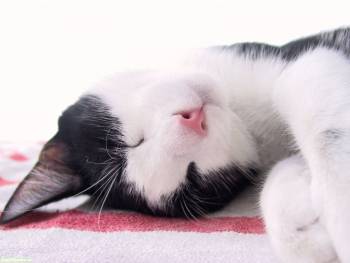 Сонный котенок - прикольные обои 1600x1200, , кот, кошка, сон, лежа, крупным планом, котенок