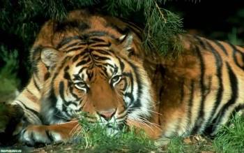Уставший тигр вод сосной, скачать обои с тигром, , тигр, сосна, хищник, трава, лежит, полосы