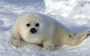 Маленький пушистый тюлененок, скачать обои с животными, , тюлень, снег, зима, холод, детеныш