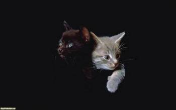 Скачать обои котята, широкоформатные обои с котятами, , котенок, кот, темный