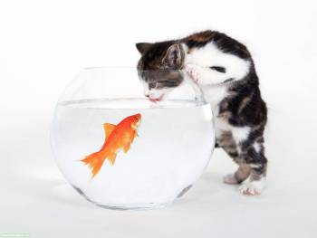 Котенок и золотая рыбка в аквариуме, обои с котятами, , аквариум, рыбка, котенок, пьет, вода