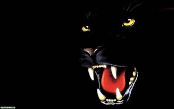 Свирепый рык черной пантеры - обои животных 1680x1050, , кошка, хищник, пантера, оскал, клыки, рисунок