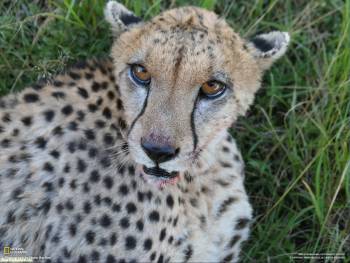 Загнанный гепард - фотообои кошачьих. Скачать обои 1600x1200, , гепард, кошка, взгляд, трава, хищник