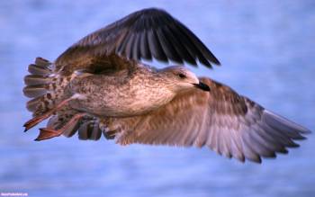 Морская птица, скачать обои с животными, , птица, чайка, полет, фото, высота