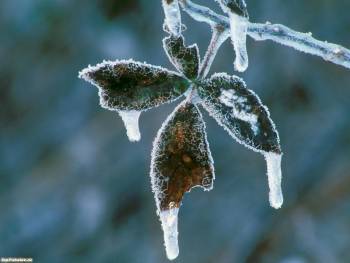 Сосульки на листьях, зимние обои 1600 на 1200, , зима, сосулька, лист, холод, лед