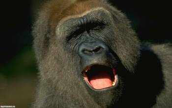 Недовольная горилла, обои животных, , горилла, обезьяна, примат