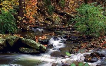 Ручей в осеннем лесу, скачать красивые обои природы, , природа, лес, ручей, камни, куст, осень