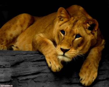Львица на отдыхе, скачать обои со львами 1280x1024, , львица, отдых, бревно, хищник
