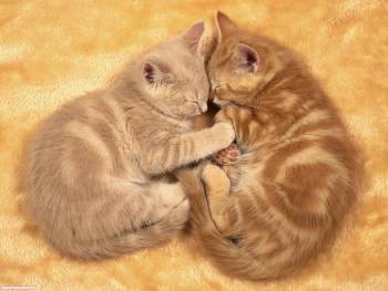 Два кремовых котенка мирно спят - скачать обои с котятами, , котенок, сон, кот, кремовый