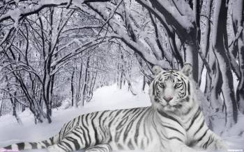 Мощь в снежном лесу - скачать обои, , тигр, снег, лес, альбинос, мощь