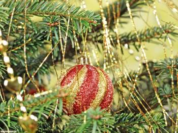 Яркая новогодняя игрушка на елке - скачать бесплатно обои, , елка, праздник, новый, год, гирлянды