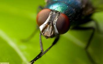Макро-фото мухи, скачать красивые обои 1680x1050, , макро, фото, муха, насекомое, лист
