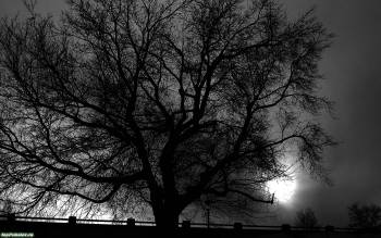 Дерево в ночи - скачать обои, , дерево, ночь, луна, забор