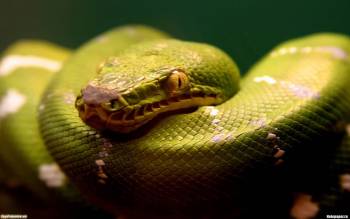 Каа -  великий, мудрый змей, скачать обои, , удав, зеленый, калачик, змеи
