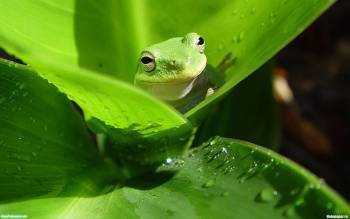 Зеленый лягушонок в зеленых листьях - скачать обои, , лягушонок, листья, земноводные, зелень