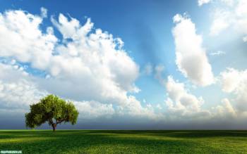 Одинокое зеленое дерево в поле - скачать обои, , зелень, поле, небо, облака