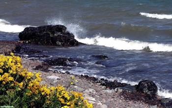 Берег океана и цветы - скачать бесплатно обои, , желтые, цветы, океан, берег