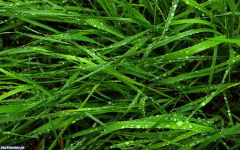 Макро-фото травы и росы, скачать зеленые обои 1440х900, , трава, роса, макро, фото, природа