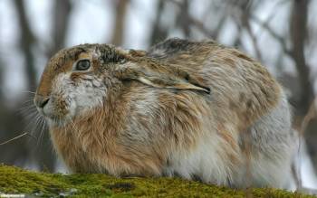 Заяц-русак, скачать широкоформатные обои, , заяц, русак, зима, грызун