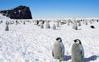 Милые маленькие пингвины - скачать обои, , полюс, пингвин, птица, малыш