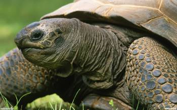 Скоростная черепаха - скачать обои, , скорость, черепаха, панцирь, земноводное