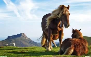 Прекрасные животные - лошади, скачать обои, , лошадь, конь, луг, пастбище