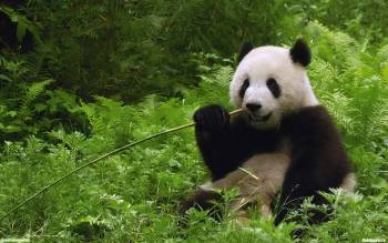 Забавная панда - скачать обои, , панда, медведь, красная, книга