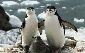 Пингвины с детенышами - скачать обои бесплатно, , детеныши, птенцы, пингвины, остров, полюс