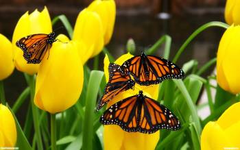 Бабочки на желтых тюльпанах - обои бесплатно, , тюльпаны, бабочки, цветы, поляна