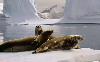 Холодный полюс - скачать обои бесплатно, , полюс, тюлени, моржи, снег, льды