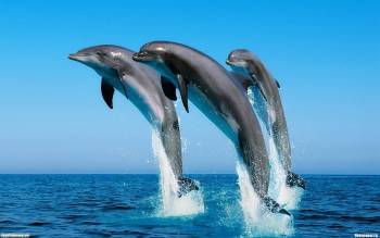 Дельфины в море - скачать обои 1920х1200, , дельфины, рыбы, прыжок, море, голубое