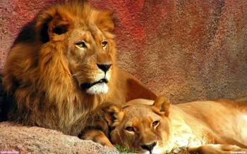 Царь зверей с супругой - скачать обои, , супруга, лев, царь, хищник