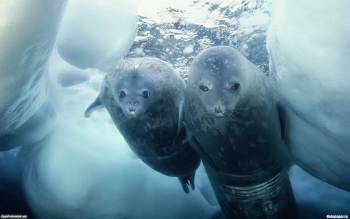 Два тюлененка - скачать обои, , тюлень, море, океан, пара