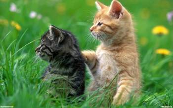 Рыжий и серый котенок - скачать обои с котятами, , котенок, пара, маленькие, лужайка