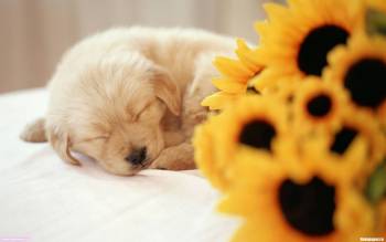 Спящий щенок - скачать обои 1920х1200, , щенок, сон, пушистый, желтый