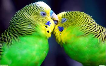 Любовь между волнистыми попугайчиками - скачать обои, , попугай, волнистые, любовь, игра