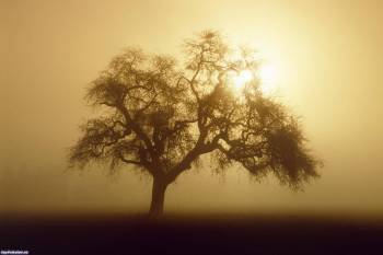 Дерево на фоне солнца - обои бесплатно, , солнце, дерево, поле, сияние