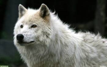 Белый волк - скачать обои, , волк, белый, хищник, охота