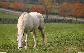 Пасущаяся белая лошадь - скачать обои, , лошадь, пастбище, белая, конь