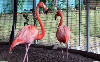 Розовый фламинго - скачать обои 1920х1200, , фламинго, птица, вольер, зоопарк