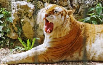 Рычащий тигр - скачать бесплатно, , тигр, зубы, оскал, хищник, кошка